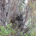 White-browed-Babbler-nest-IMG_2832_DxO.jpg